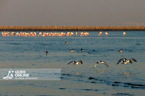 فلامینگوها میهمانان زمستان سواحل بندرعباس