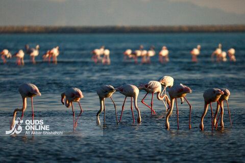 فلامینگوها میهمانان زمستان سواحل بندرعباس