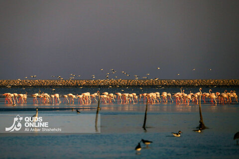 فلامینگوها میهمانان زمستان سواحل بندرعباس
