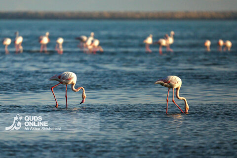 فلامینگوها میهمانان زمستان سواحل بندرعباس