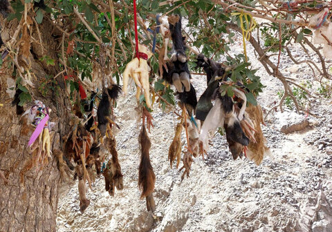 چشمه‌ای برای چهل دختر شاه‌ پریان