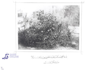 عکس | نخستین عکاسی از طبیعت در تاریخ ایران