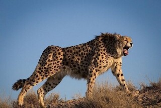 اینفوگرافیک | فرار یوز ایرانی از گرداب انقراض