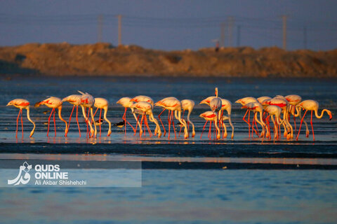 فلامینگوها میهمانان زمستانی سواحل بندرعباس