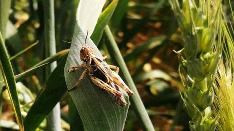 لشکرکشی ارتش ملخ‌ها به کرمان / آفتی که خسارتی بالاتر از سیل، طوفان و زلزله به بار می‌آورد
