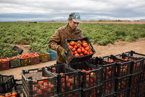 گوجه‌فرنگی بوشهر زینت‌بخش سفره‌های ایرانی و خارجی