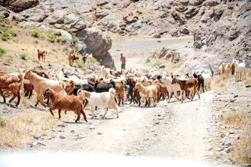 تأمین نقدینگی؛ معضل اصلی دامداری‌های خُرد