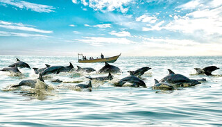 دلفین‌های خلیج فارس؛ قربانی تورهای گردشگری