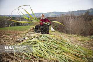 روستای "ریکنده" مهد نیشکر مازندران