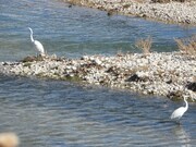 خوش نشینی پرندگان مهاجر در سواحل آب‌های کهگیلویه و بویراحمد