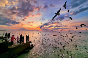 گزارش تصویری | غروب زیبای بندر بوشهر