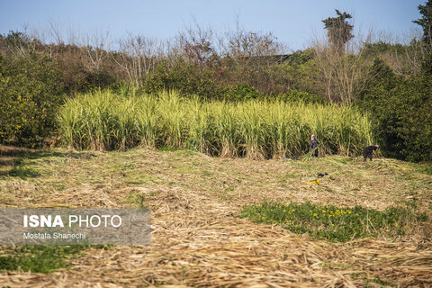 روستای "ریکنده" مهد نیشکر مازندران