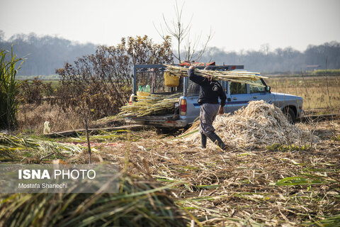 روستای "ریکنده" مهد نیشکر مازندران