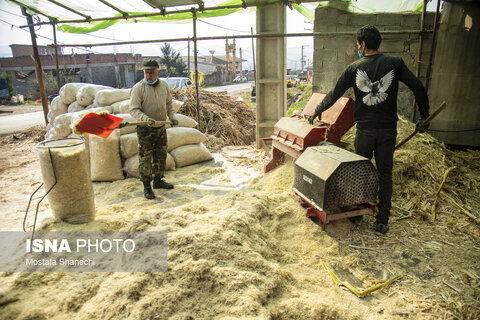 روستای "ریکنده" مهد نیشکر مازندران