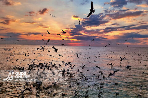 غروب زیبای بندر بوشهر