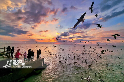 گزارش تصویری | غروب زیبای بندر بوشهر