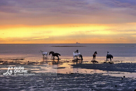 غروب زیبای بندر بوشهر