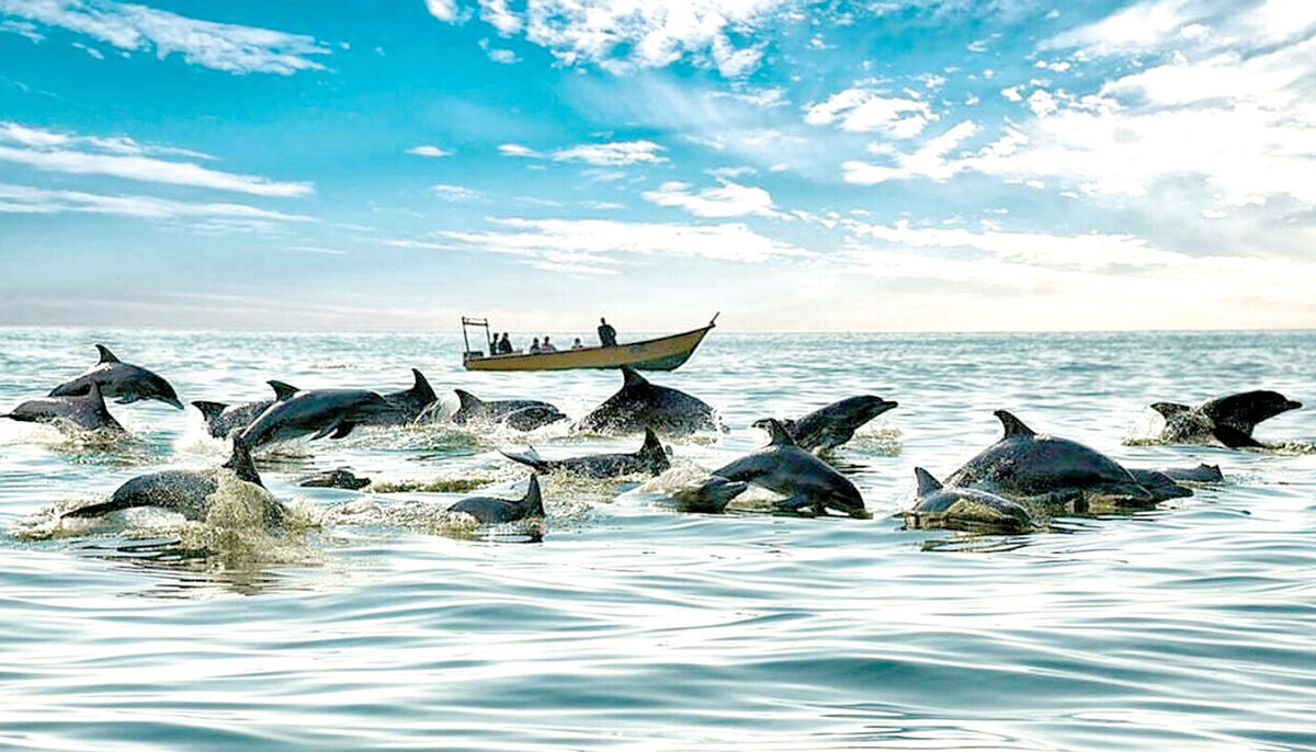دلفین‌های خلیج فارس؛ قربانی تورهای گردشگری