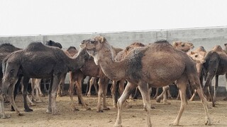 معرفی بردسکن به‌عنوان شهرستان نمونه کشوری پرورش شتر