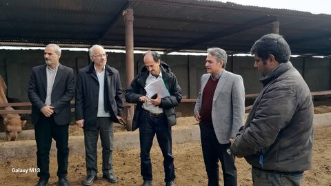معرفی بردسکن به‌عنوان شهرستان نمونه کشوری پرورش شتر