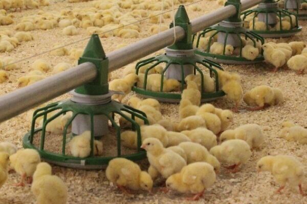 پایداری بازار گوشت مرغ با اجرای طرح «تولید قراردادی» در سمنان