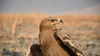 وقتی ایذه، عقاب قزاقستان را نجات داد