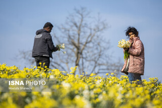 مزارع گل نرگس در ساری