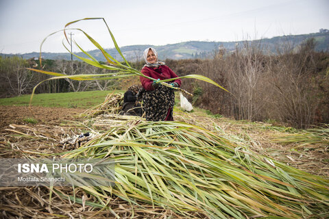 ریکنده مهد نیشکر مازندران