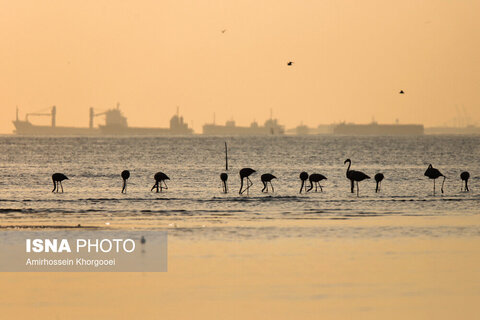 فلامینگوها میهمان آب‌های گرم خلیج فارس