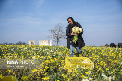 مزارع گل نرگس در ساری