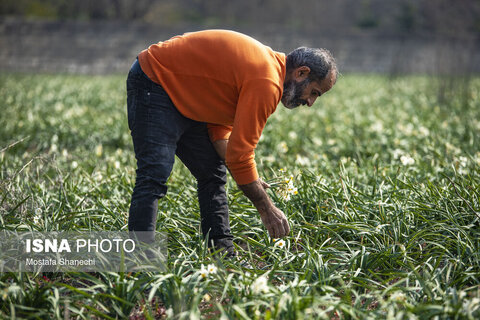 مزارع گل نرگس در ساری