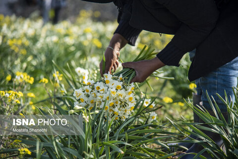 مزارع گل نرگس در ساری