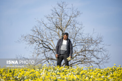 مزارع گل نرگس در ساری