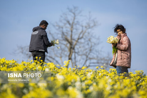 مزارع گل نرگس در ساری