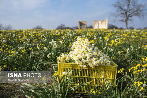 مزارع گل نرگس در ساری