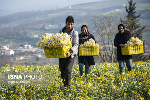 مزارع گل نرگس در ساری