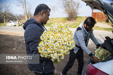 مزارع گل نرگس در ساری