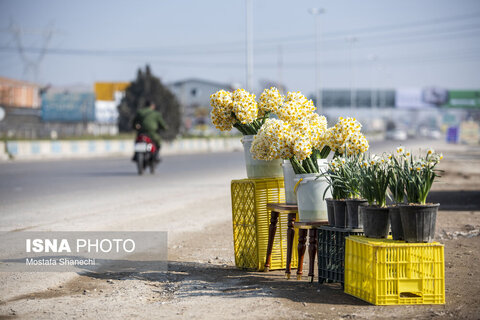 مزارع گل نرگس در ساری