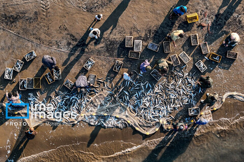 صید ماهی در خزر