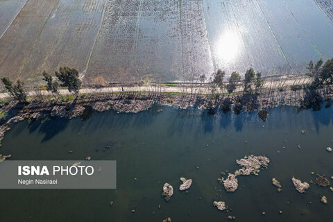 وقتی تالاب‌ می‌میرد...