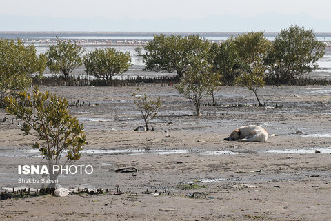 وقتی تالاب‌ می‌میرد...