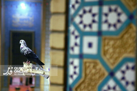 حال و هوای حرم مطهر حضرت معصومه (س) در آستانه نیمه شعبان