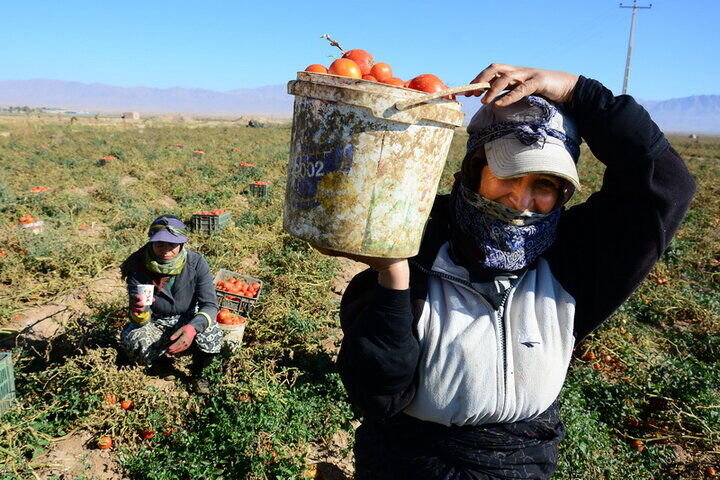 آغاز پوشش بیمه‌ای روستاییان مشاغل خرد/ پرداخت بخش بزرگی از حق بیمه توسط دولت + رقم حق بیمه