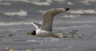 مشاهده نخستین کُلُنی «کاکایی سرسیاه» بزرگ در دریاچه سد مهاباد