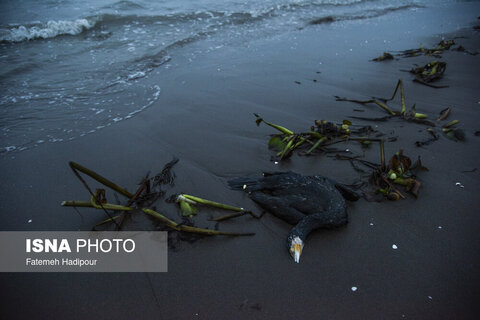 مرگ خاموش "باکلان" ها در سواحل خزر