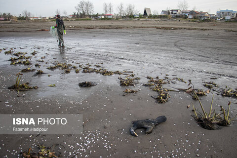 مرگ خاموش "باکلان" ها در سواحل خزر