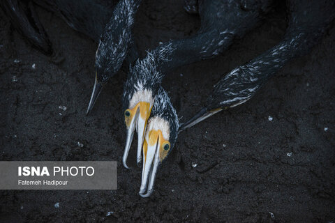 مرگ خاموش "باکلان" ها در سواحل خزر