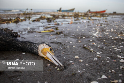 مرگ خاموش "باکلان" ها در سواحل خزر