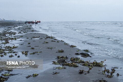مرگ خاموش "باکلان" ها در سواحل خزر