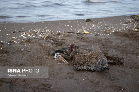 مرگ خاموش "باکلان" ها در سواحل خزر